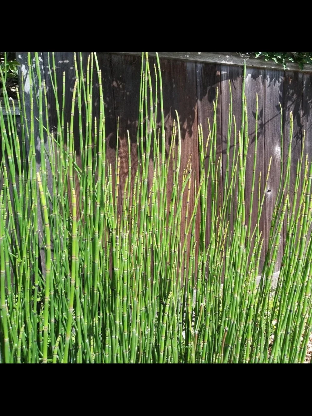 Horsetail Reed Plant Equisetum Hyemale 6 Cuttings With Roots